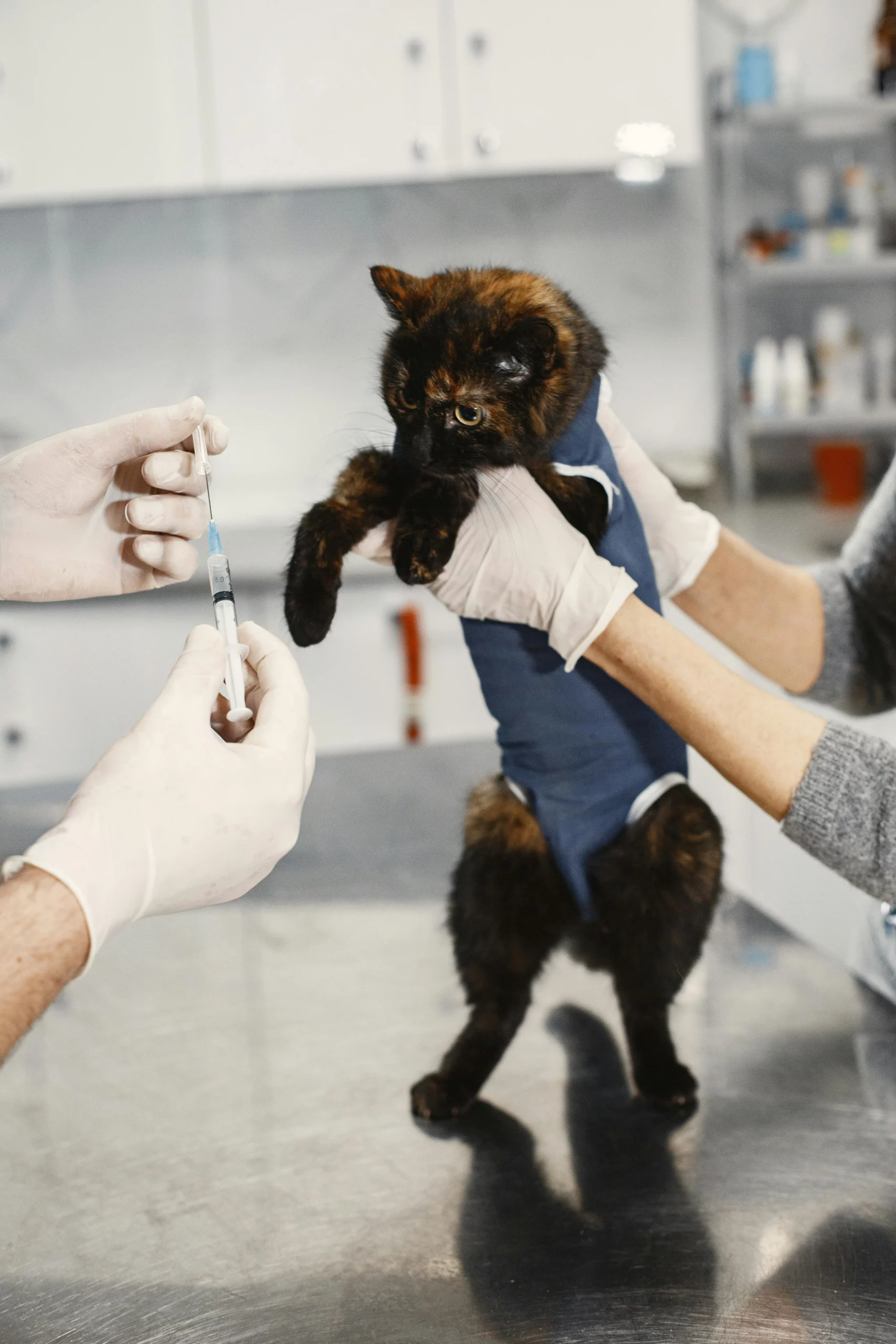 Black cat receiving professional vaccination