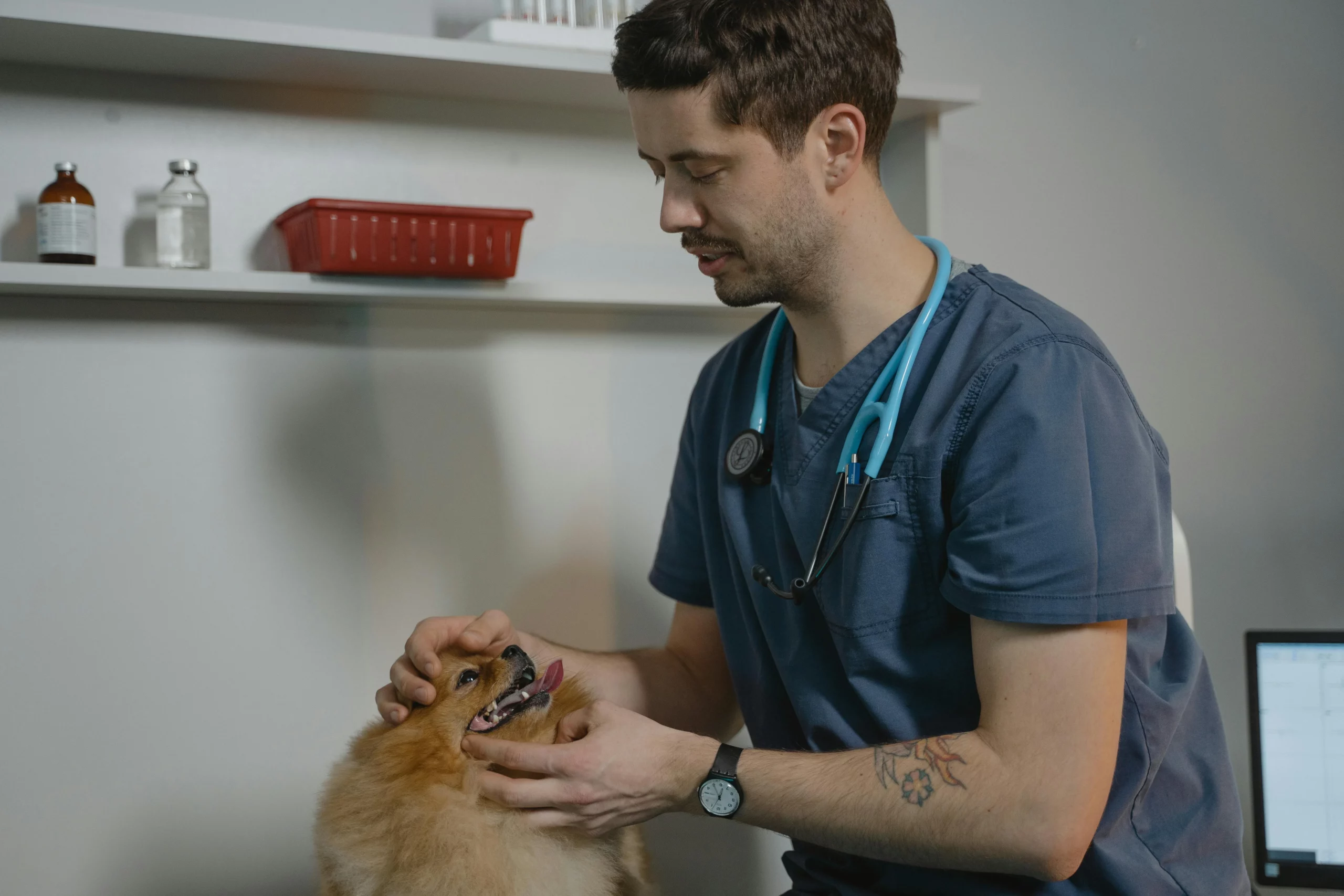 Professional vet looking over small dog