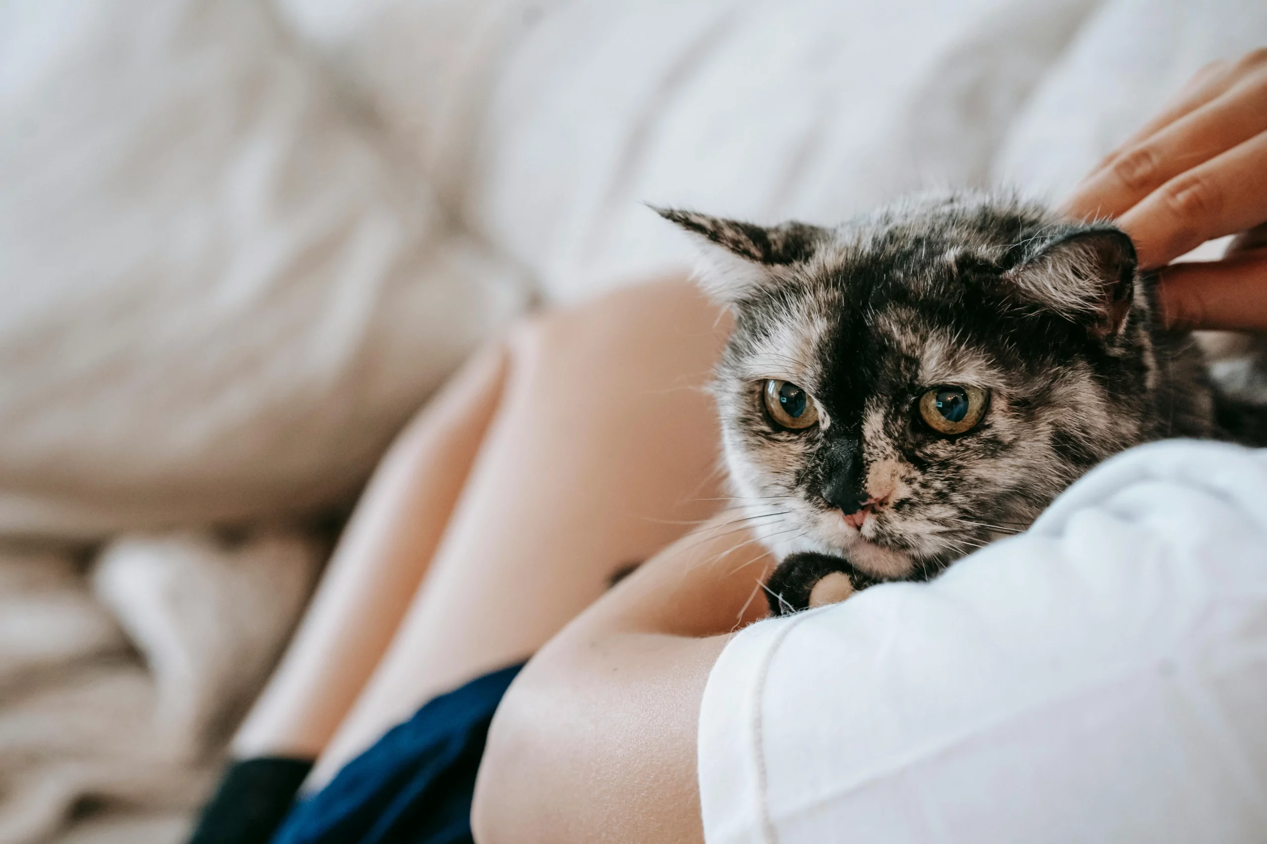 Small cat cuddled in owner's arms