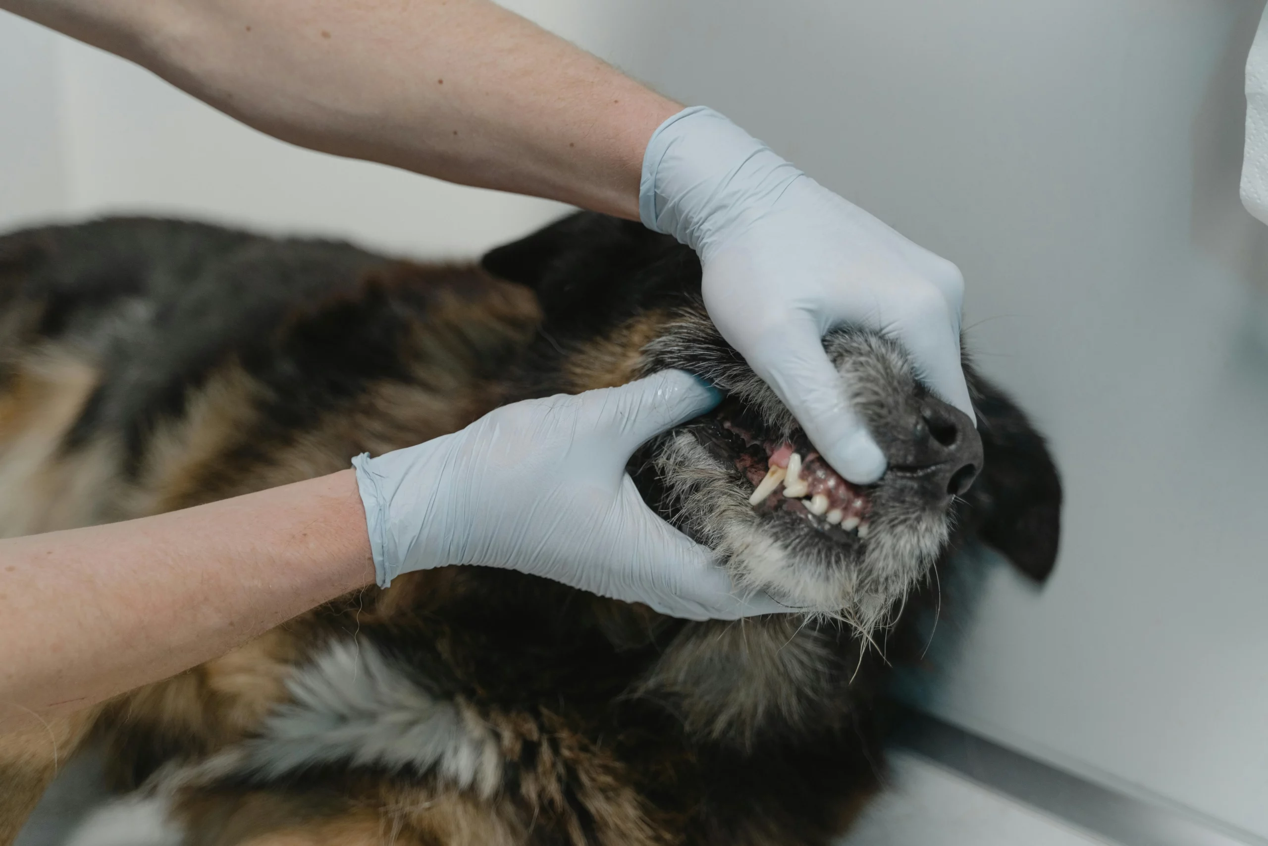 Expert vet examining dog's teeth