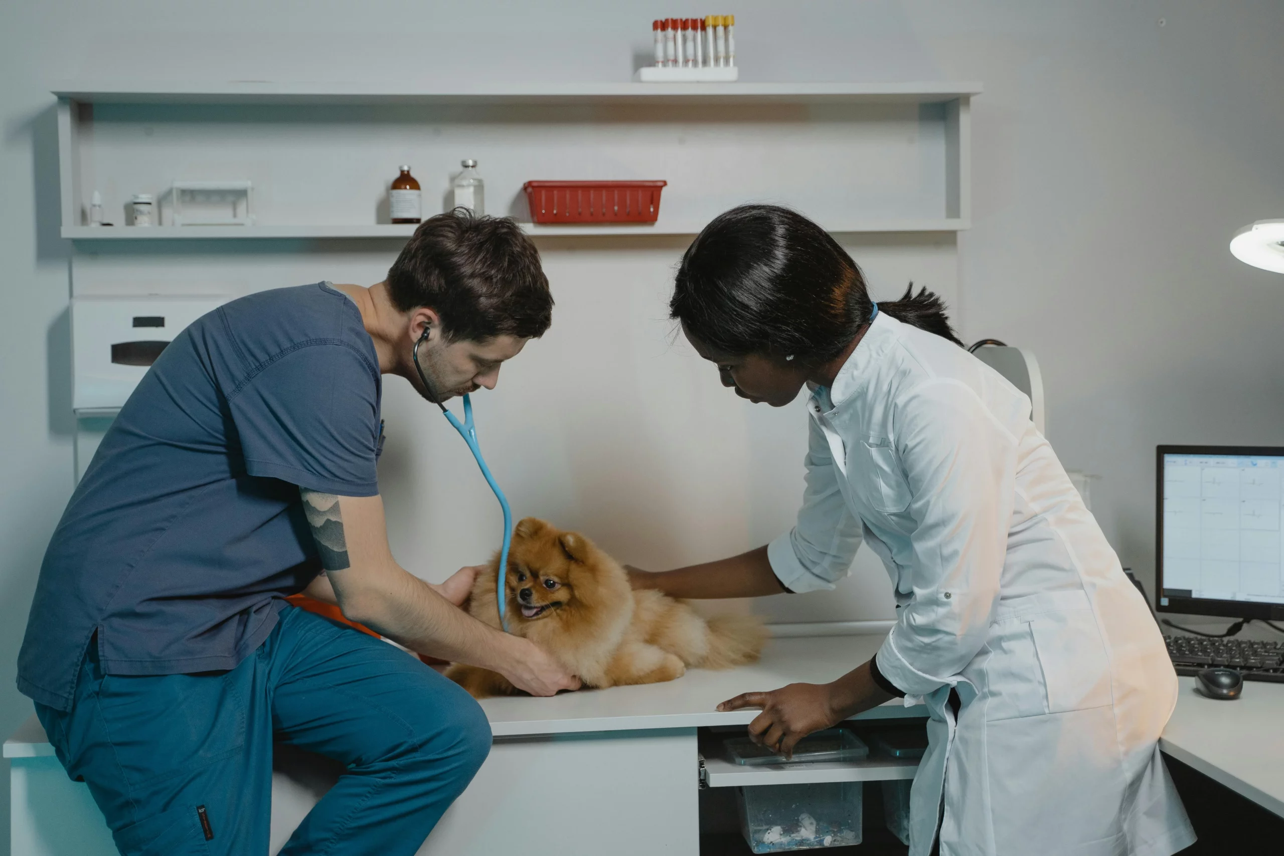 Two veterinary technicians examining small dog