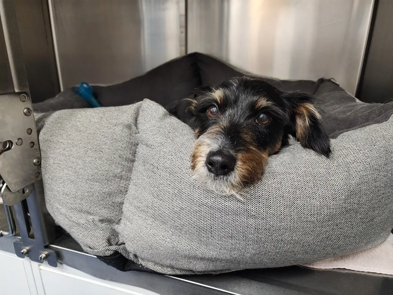 Small dog laying in bed at vet clinic