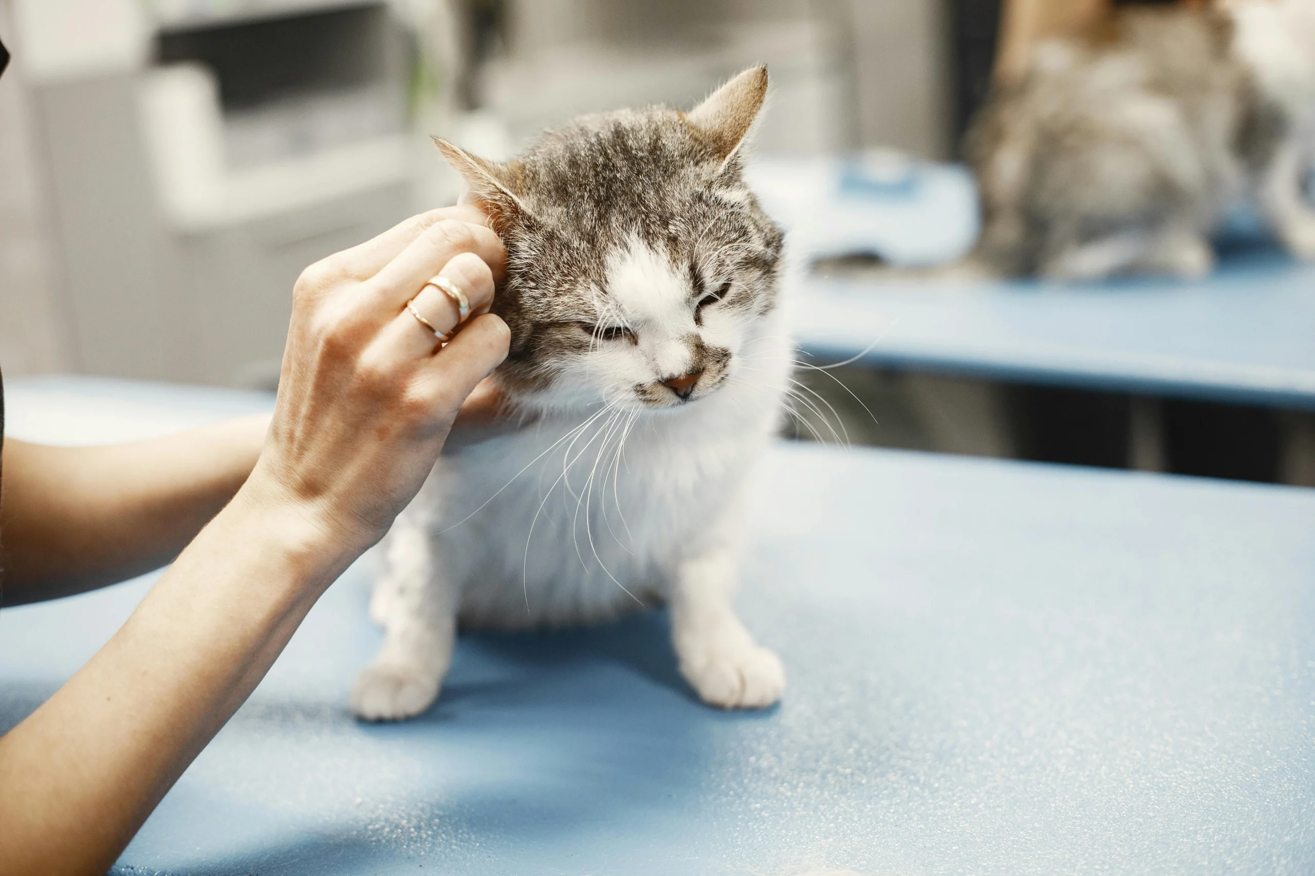 Premier vet cleaning ears of white cat