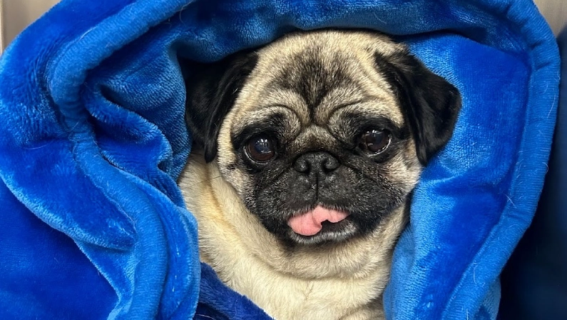 A pug wrapped snugly in a soft blue blanket, with its tongue slightly sticking out, resting in a stainless steel kennel.