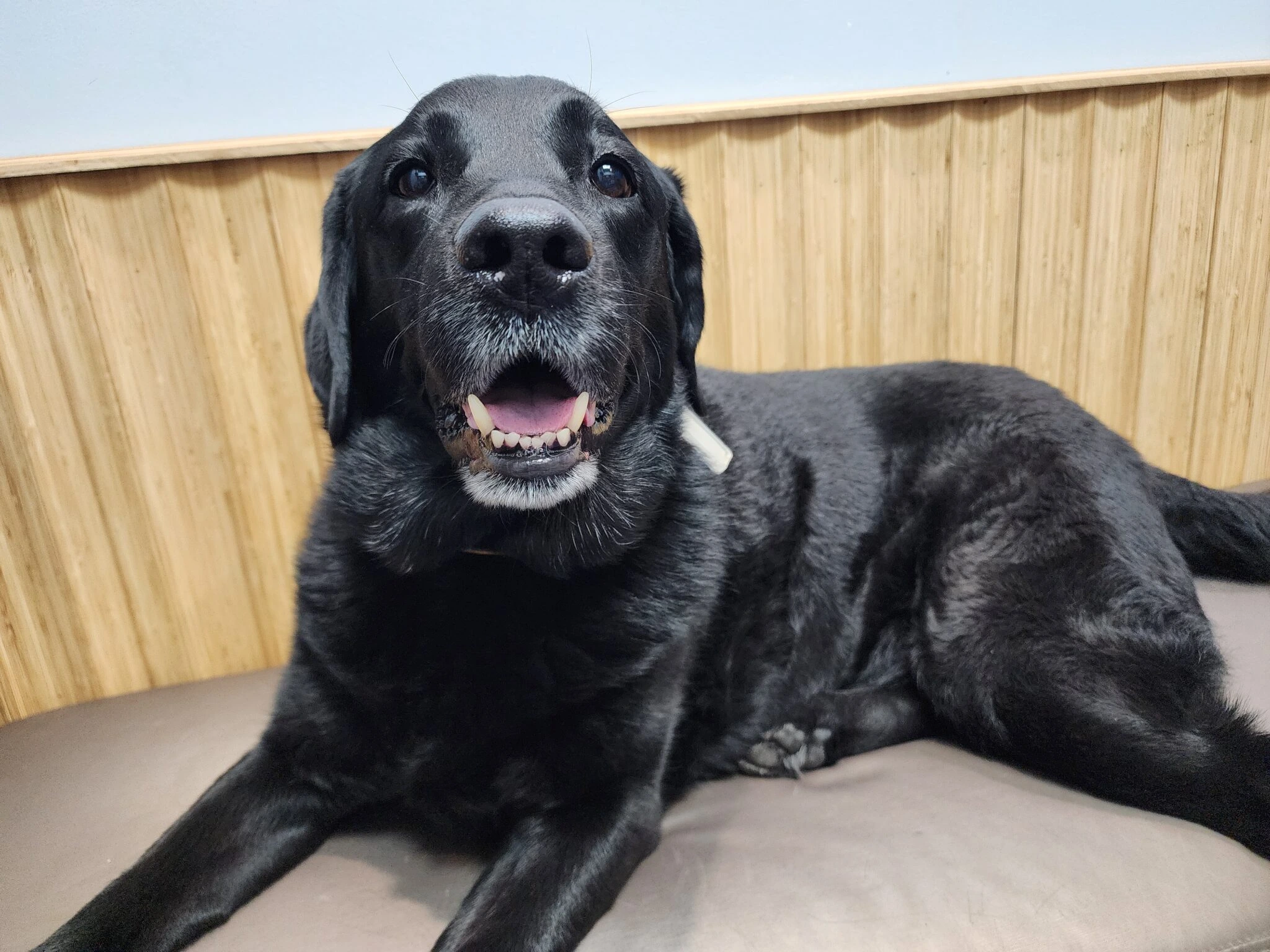 Smiling black Labrador lying on a cushioned bench in a veterinary clinic, looking directly at the camera with a relaxed expression.