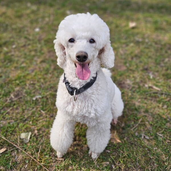 white poodle