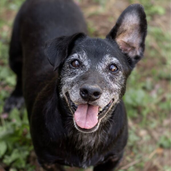 senior dog